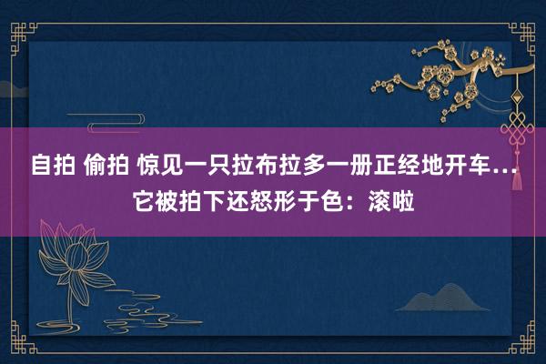 自拍 偷拍 惊见一只拉布拉多一册正经地开车…它被拍下还怒形于色：滚啦